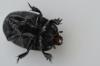 Hister quadrimaculatus